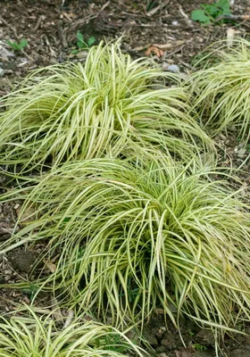 Produktbild von Carex morrowii 'Variegata', Japan-Segge, grün-weiß, ca. 9x9 cm Topf