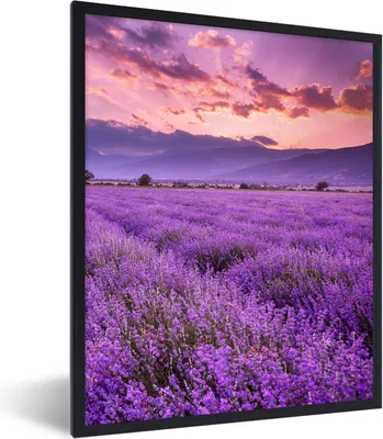 Produktbild von MuchoWow® Gerahmtes Poster Lavendel - Lila - Blumen - Feld 60x80 cm - Poster mit Schwarzem Bilderrahmen Wandposter Rahmen Foto Bilder - Premium - Wanddeko Wohnzimmer