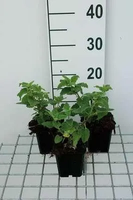 Produktbild von 6 x  Teucrium hyrc. 'Paradise delight' - Gamander - Topf 9 x 9 cm