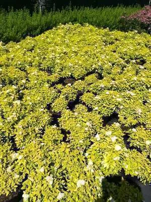 Produktbild von Spiraea jap. 'White Gold'® - Brautspiere 25- 30 cm - Container