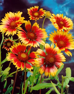 Zdjęcie produktu dla Gaillardia x grandiflora 'Bremen', Kokardenblume, rot-gelb, ok. 9x9 cm Topf