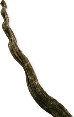 Produktbild von Dicke brasilianische dunkelbraune Liane für ein 100cm Terrarium