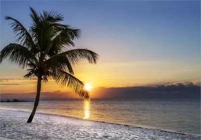 Produktbild von Wallario selbstklebendes Poster - Palme am Strand - Sonnenuntergang über dem Meer, Größe: 70 x 100 cm