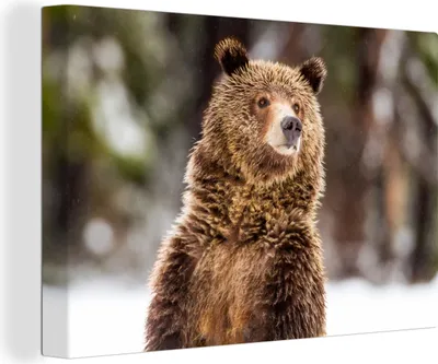 Produktbild von OneMillionCanvasses® - Leinwandbilder - 140x90 cm, Bär - Schnee - Wald, Wandbilder Kunstdruck Wanddekoration