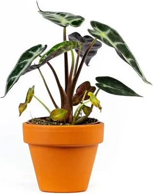 Obrázok produktu pre Gardners Alocasia amazonica Polly, priemer 6 cm