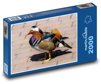 Produktbild von Puzzle 2000 Mandarinente auf dem Weg - martinpuzzle