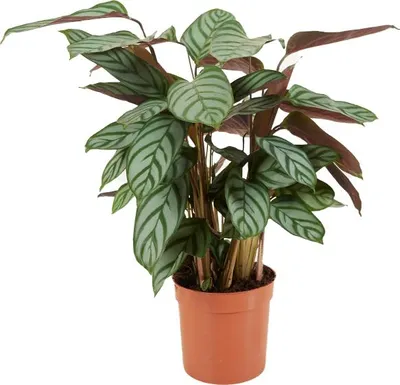 Produktbild von Bloomique - Calathea Compactstar - Korbmarante - Zimmerpflanzen - Pflegeleicht - Luftreinigend - Höhe 30-40 cm - Topf 12 cm