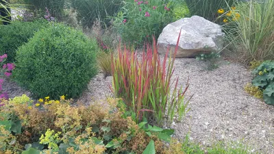 Image de Imperata cylindrica 'Red Baron' / Herbe sanglante