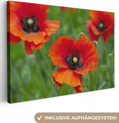 Produktbild von OneMillionCanvasses® - Leinwandbilder - 150x100 cm, Nahaufnahme von roten Mohnblumen, Wandbilder Kunstdruck Wanddekoration