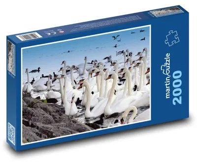 Produktbild von Puzzle 2000 Schwanenversammlung am Teich - martinpuzzle