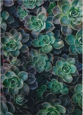 Produktbild von Leinwandbild Botanical Dschungel 70 x 50 cm - Wandbild Grün - Keilrahmen Natur Wohnzimmerdeko Wanddeko Wandgemälde