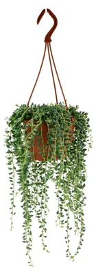 Produktbild von Senecio herreianus - 20cm - Ø12cm - Zimmerpflanze - Immergrün