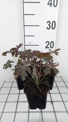 Immagine prodotto di 6 x Geranium macul. 'Espresso' - Cranesbill - vaso 9 x 9 cm