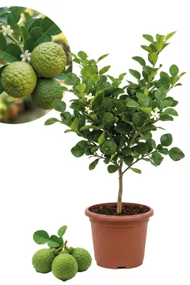 Produktbild von Enseleits Kaffir Limette - Kaffir Limettenbaum ca. 70 cm Gärtnerqualität