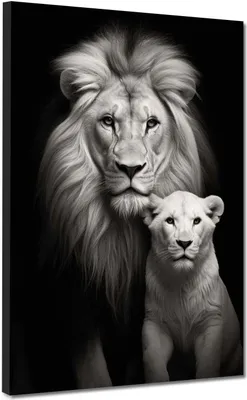 Produktbild von Afrika 2 Löwen frontal Leinwandbild Wandbild Kunstdruck XL Wanddeko: 90x120x2cm