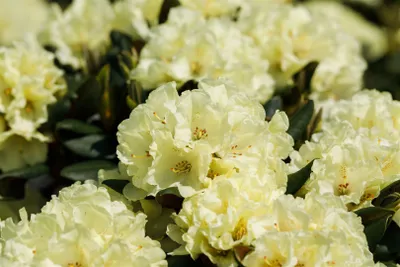Produktbild von Rhododendron 'INKARHO', gelbe Dufthecke, 40–60 cm