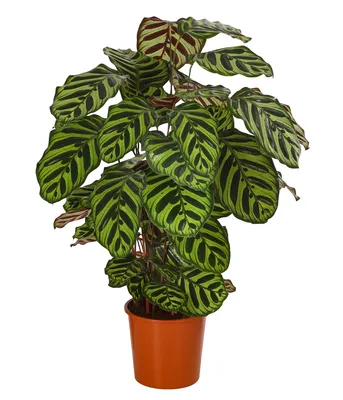 Produktbild von Dehner Korbmarante Makoyana, Calathea, luftreinigend, 60-70 cm, Ø Topf 17 cm, Zimmerpflanze