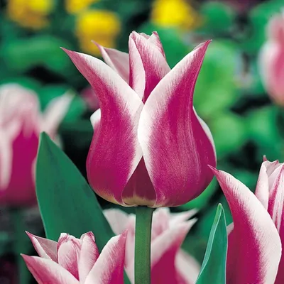 Zdjęcie produktu dla Tulipan Liliokształtny Ballade 5 szt Tulipany Cebulki Tulipanów Cebule