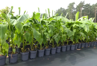 Produktbild von Bananenstaude Banane Musa Basjoo 140 - 170 cm winterhart Staude japanische Faserbanane