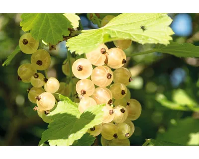 Obrázek produktu pro Rybíz bílýstromkový FloraSelfRibes rubrum 'Bílý versailský' 80-100 cm květináč 5 l