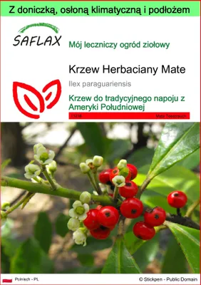 Zdjęcie produktu dla SAFLAX - Garden to go - Krzew Herbaciany Mate - 10 Nasiona - Z doniczką, pokrywą klimatyczną i podłożem do uprawy - Ilex paraguariensis