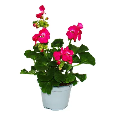 Immagine prodotto di Geranio eretto - Pelargonium zonale - vaso da 12 cm - set di 3 piante - rosa
