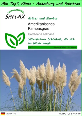 Produktbild von SAFLAX Garden to go - Amerikanisches Pampasgras - Cortaderia selloana - 200 Samen - Mit Topf, Klima - Deckel und Anzuchtsubstrat