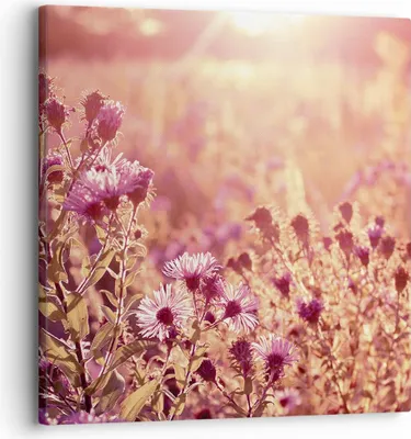 Produktbild von Bild auf Leinwand - Leinwandbild - Einteilig - Wiese Blumen Sonne - 30x30cm - Wand Bild - Wanddeko - Wandbilder - Leinwanddruck - Bilder - Wanddekoration - Leinwand bilder - Wandbild - AC30x30-4819