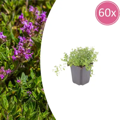 Produktbild von thymus serpyllum - Sand-Thymian - Bodendecker - Violette Blüten - Pflegeleicht - Bienenfreundlich - 60 Pflanzen - Höhe 10-25 cm - Ø 9 cm
