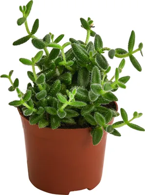 Produktbild von Dehner Gurkenpflanze, Delosperma echinatum, Sukkulente mit fleischigen und behaarten Blättern, ca. 20 cm inkl. Pflanztopf, Ø Topf 12 cm, Zimmerpflanze
