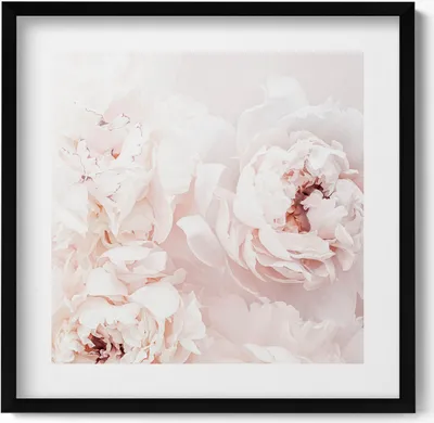 Produktbild von Pfingstrosenblüten– Wandbild mit Rahmen – Gerahmtes Bild  – Wanddekoration – 50x50 cm –  Schwarz Rahmen