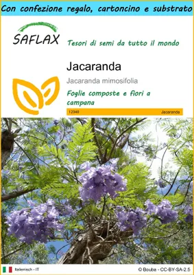 Immagine prodotto di SAFLAX Set regalo - Jacaranda - 50 semi - Jacaranda