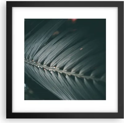 Produktbild von Gerahmtes Poster - Schwarzer Rahmen - Blatt Palme exotisch - 30x30 cm - Wand Bild - Wanddeko - Wandbilder - Kunstposter - Wandposter - Bilderrahmen - Bilder - Kunstdruck - P2BAC30x30-4907