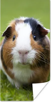 Produktbild von MuchoWow® Poster Meerschweinchen 20x40 cm - Plakat - Foto