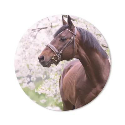 Produktbild von MuchoWow® Mauspad Mousepad Pferd - Sakura - Halfter 40x40 cm - Mousepads - Maus Mat - Pad - Mausunterlage - Schreibtisch Accessoires