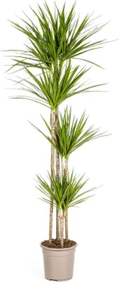 Immagine prodotto di Dracaena Marginata Green – Pianta da appartamento di grandi dimensioni – Ø 27 cm – Altezza 170-190 cm – Foglie sottili di colore verde scuro – Un classico moderno dello stile Urban Jungle