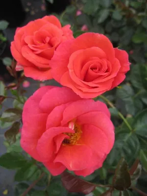 Produktbild von Rosa Flamingo ® - Beetrose Flamingo ® - Kordes Rose - ADR Rose