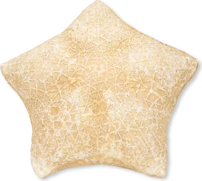 Produktbild von Echter Kissenseestern Culcita novaeguineae ca. 20cm – Naturprodukt aus dem Indopazifik – Maritime Deko Seestern für Badezimmer & Wohnzimmer – Sammlerobjekt & Meeresdeko im Küstenstil