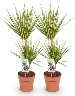 Immagine prodotto di Dracaena Sunray - Dracaena - 2 piante - 70-75cm - 17cm - Verde - Variegata di