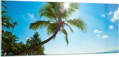 Produktbild von Bilder auf glas - Strand Palme Meer - 100x40cm - Glasbilder - Wandbilder - Kunstdruck - zum Aufhängen bereit - Wanddekoration aus Glas - Glas Bilder - Wandbild auf Glas - Einteilig - GAB100x40-3570