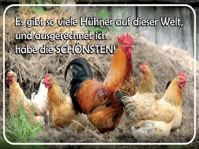 Produktbild von vianmo Holzschild 30x40 cm es gibt so viele Hühner und