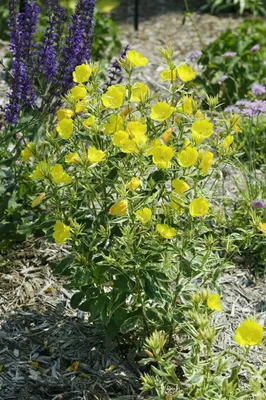 Produktbild von Oenothera tetragona, Nachtkerze, gelb, ca. 9x9 cm Topf