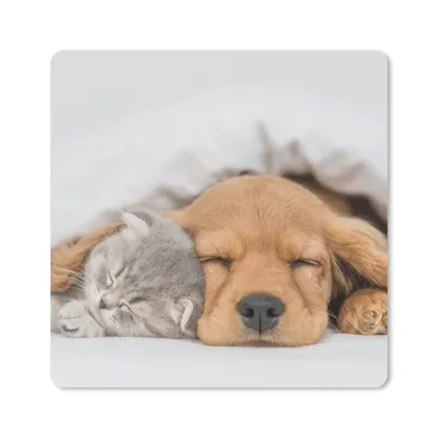Produktbild von MuchoWow® Mauspad Mousepad Haustiere - Hund - Katze - Decke 20x20 cm - Mousepads - Maus Mat - Pad - Mausunterlage - Desk Mat - Bureauartikeln