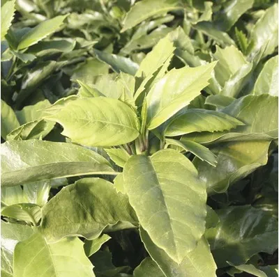 Produktbild von Metzgerpalme, Japanische Aucube FloraSelf Aucuba japonica 'Rozannie' H 30 cm Co 4,5 L