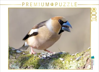 Produktbild von CALVENDO Puzzle Kernbeißer | 1000 Teile Lege-Größe 64x48cm Foto-Puzzle für glückliche Stunden