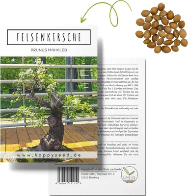 Produktbild von Einzigartige Bonsai Samen mit hoher Keimrate - Pflanzen Samen Set für deinen eigenen Bonsai Baum (1x Felsenkirsche)