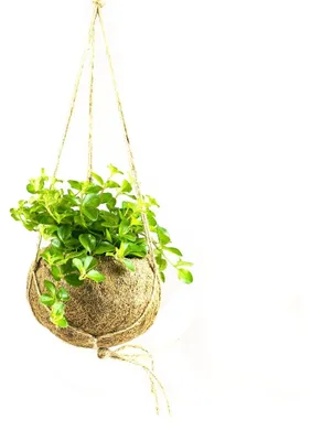 Obrázok produktu pre Kokodama Peperomia rotundifolia (M)