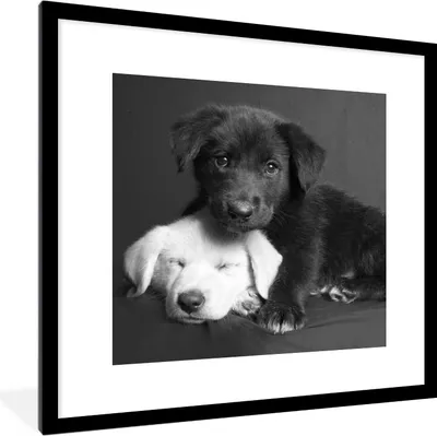 Produktbild von MuchoWow® Gerahmtes Poster Hunde - Welpe - Schwarz - Weiß - Tiere 40x40 cm - Poster mit Schwarzem Bilderrahmen Wandposter Rahmen Foto Bilder - Poster - Plakat im Rahmen