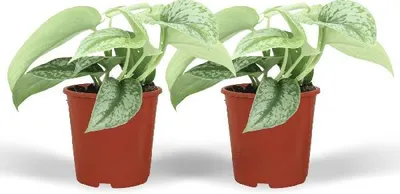 Produktbild von Efeutute Scindapsus Pictus Trebie Epipremnum 2 Zimmerpflanze Ø12cm 15cm hoch