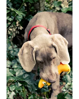 Produktbild von Lanco Pets - Hundespielzeug - Apportierspielzeug für Hunde